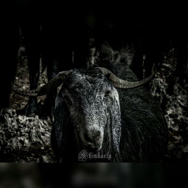 The look on this goat, it can see your soul!🎧 dimmu borgir- perfect...
