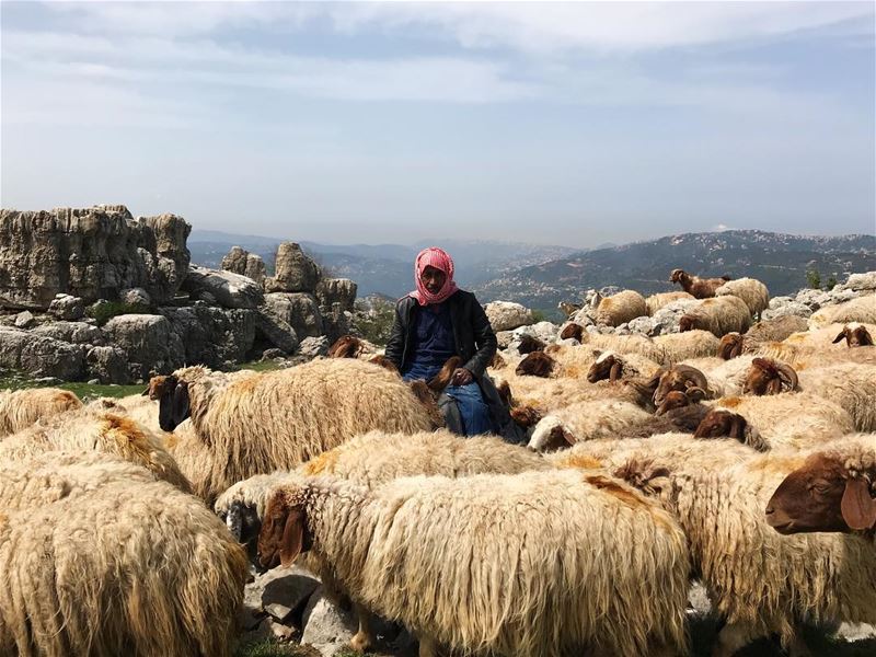 The mountains of Lebanon are peppered with sheep and their good shepherds....