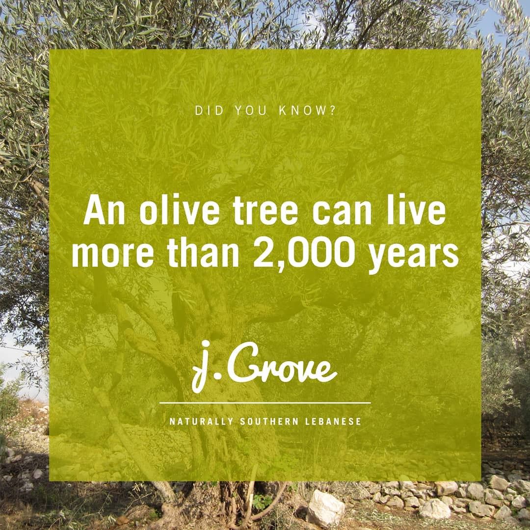 The olive tree is one of the oldest known cultivated trees in the world....