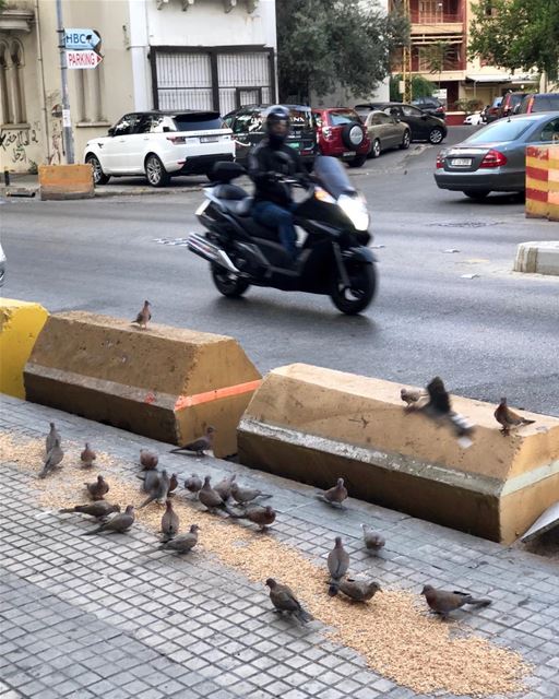 The only time to meet Beirut’s pigeons is real early.  pigeons  beirut ...