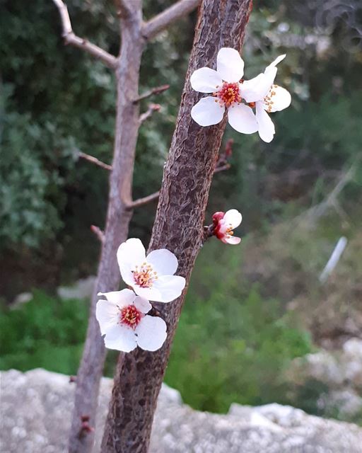 The perfect  flowers  almondtree  zeaitreh  hiking  livelovezeaitre ... (Zeaitre-Villa Mountain)