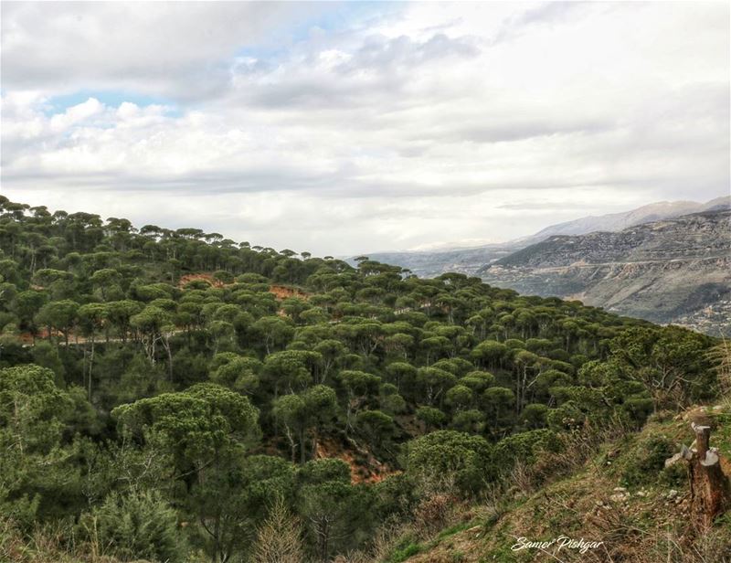 The pine trees of Bkassine and the valley of Jezzine..  Lebanon ......