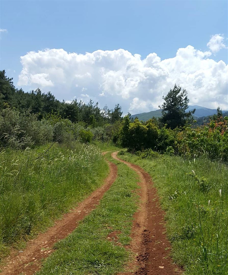 The road to happiness...  lebanon  naturelovers  gowild  forest ...