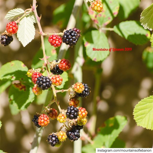 the season is on! If you haven’t tasted the local wild (water)berries,...