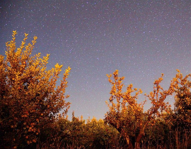 The song of the stars made the apples sleep and grow overnight..... (Ehden, Lebanon)