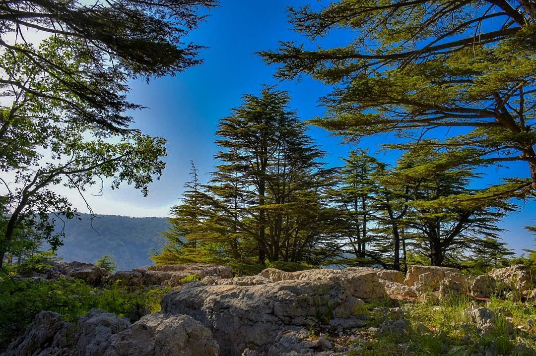 The trees of the Lord are full of sap; The Cedars of Lebanon, which he... (Cedar Reserve Tannourine)
