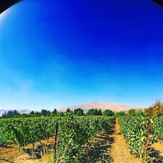 The vineyard and the mountain  vineyards (West Bekaa)