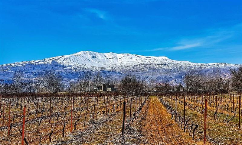 The vineyards at their sabatical state while the mountains stand tall ... (Bekaa Valley)
