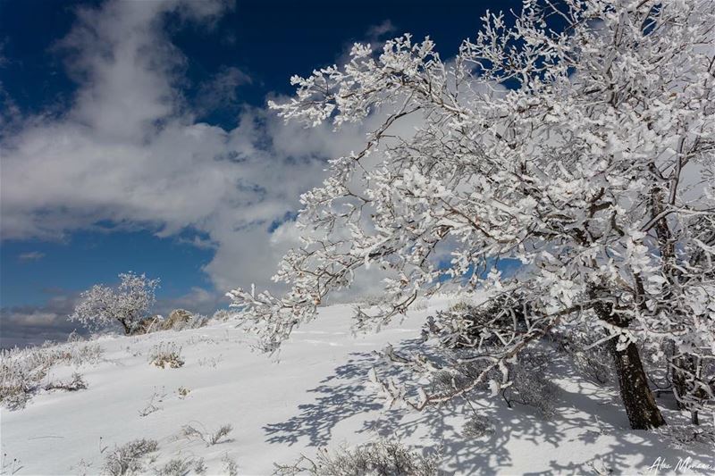The white dress.. lebanon  winter  snow  nature  shouf  trees  canon ...