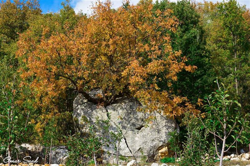 The will of life  tree  grows  inside  a  rock  autumn  photography  photo... (Sannin, Mont-Liban, Lebanon)