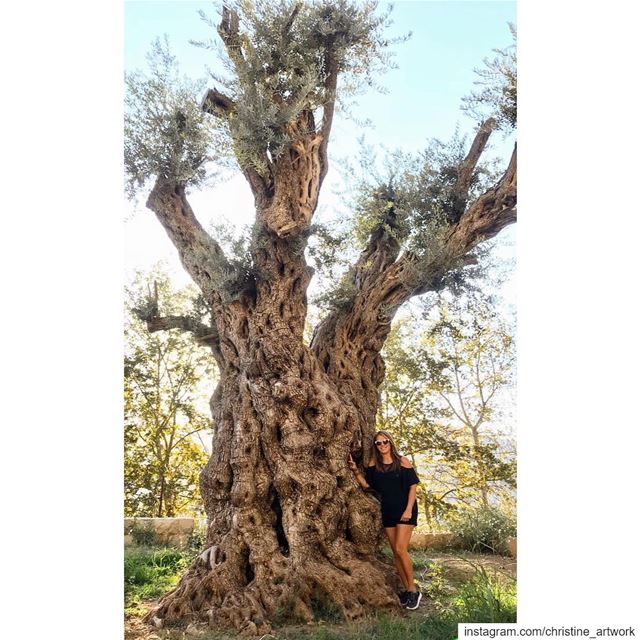 The worlds oldest olive trees are Lebanese🇱🇧 ❤️This ancient olive tree...