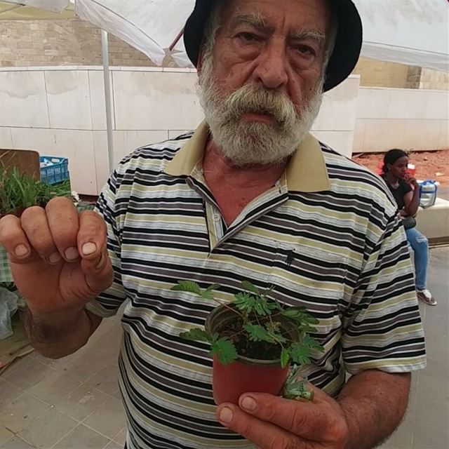 This charming vendor showing me a plant called "shy" in lebanese because... (Beirut Souks)