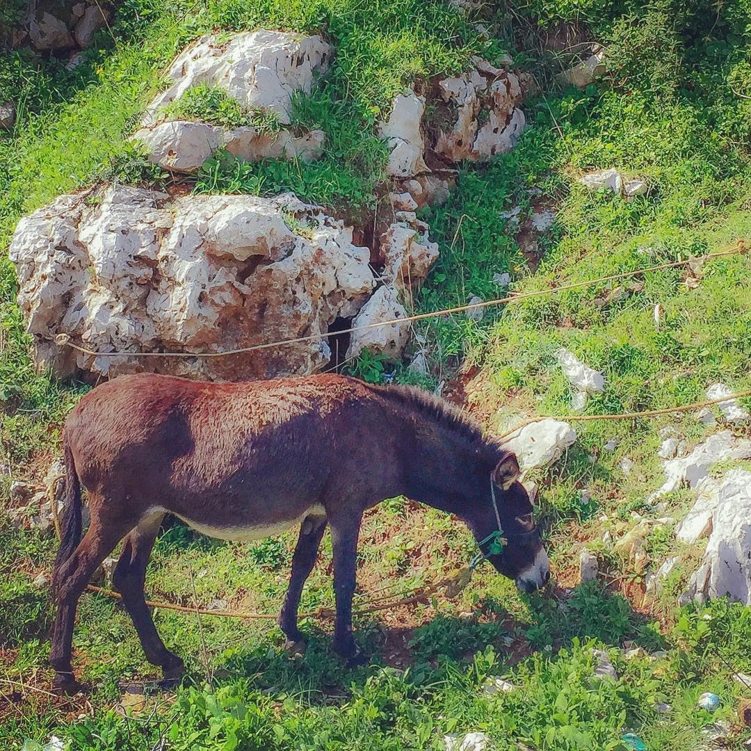 This donkey was grazing by the roadside, tied with a rope so it could not...