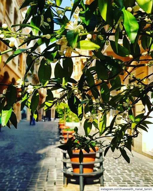This is when October runs on Spring's Thursday..📍Orange blossom🍃في بيرو (Downtown Beirut)