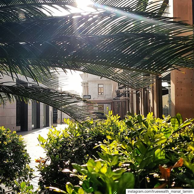 This may look so ordinary..But when you melt with nature,, you'll be... (Beirut Souks)