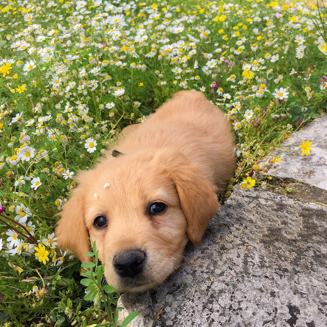 This  puppy knows well how to pose for  pictures 🐶 📸 goldenretriever ...