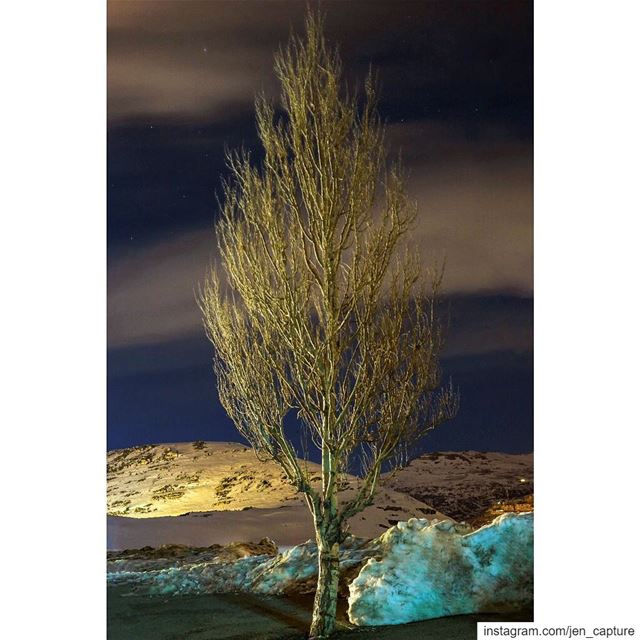 This tree is without leaves, blossoms or fruits. Its identical to a life... (Kfardebian, Mont-Liban, Lebanon)