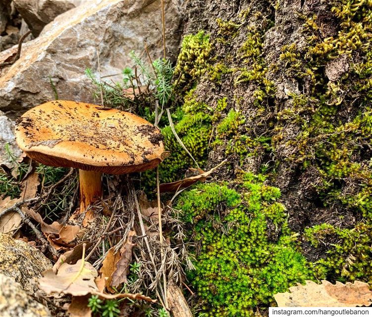 This wild mushroom is looking forward to your visit in our beautiful... (مشمش)