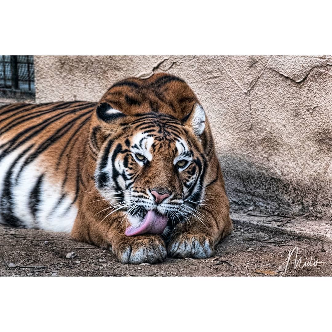  tiger  zoo  animalplanet  lebanon  midophotography  lebanonspotlights ...