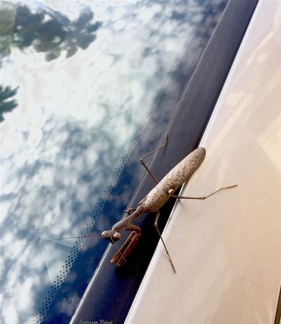  today  car insect  reflection  sky  clouds  trees...