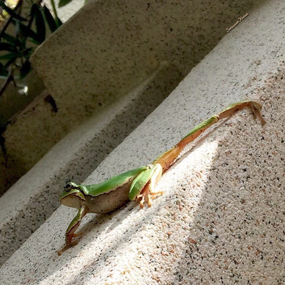  today  frog  green  visitor ...