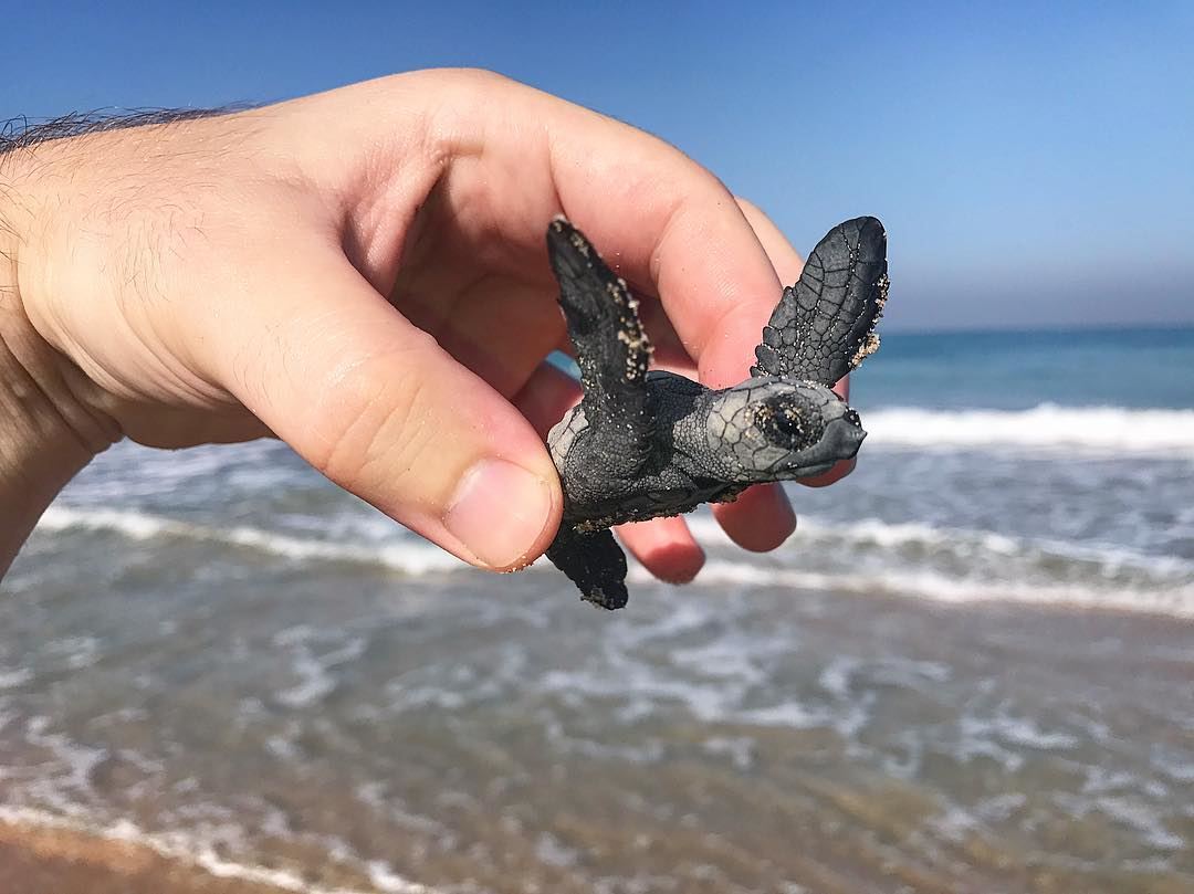 Today we saved more than 100 baby Green Turtles! Hopefully they will all... (Lebanon)