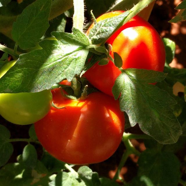  tomatoes   tomatoes🍅  mygarden   garden  natureaddict   gardeningisfun  ...