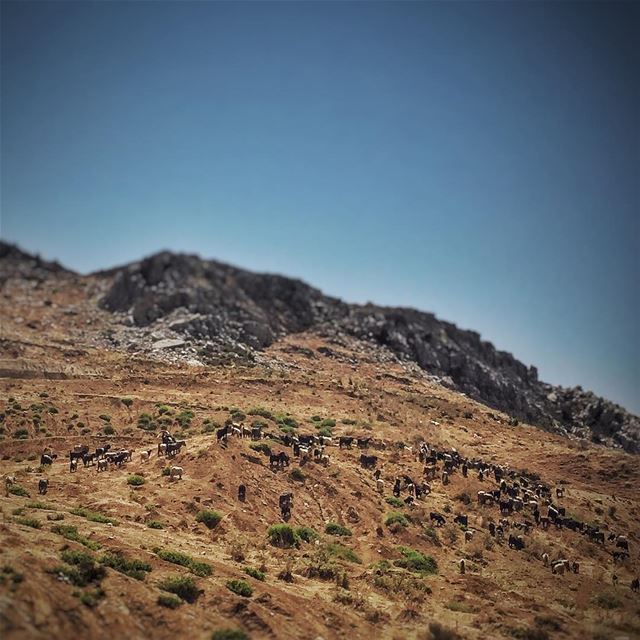 Too many goats 🐐  LiveLoveLebanon  wearelebanon  lebanonbyalocal ... (Falougha, Mont-Liban, Lebanon)