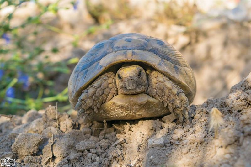 Tortoise 🐢🐢🐢 animals  animal  tortoise  nature ...