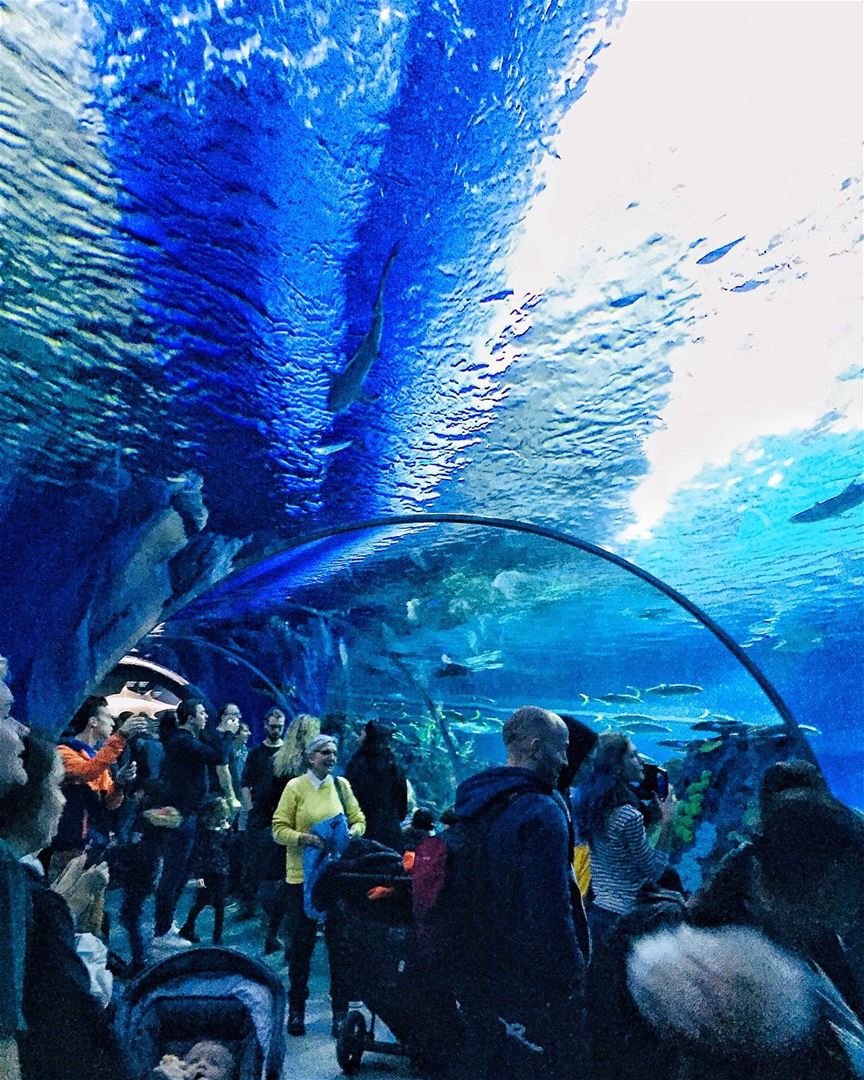 - Traduction Française ⤵️ - Swipe ⬅➡From visiting the aquarium and... (Copenhagen, Denmark)