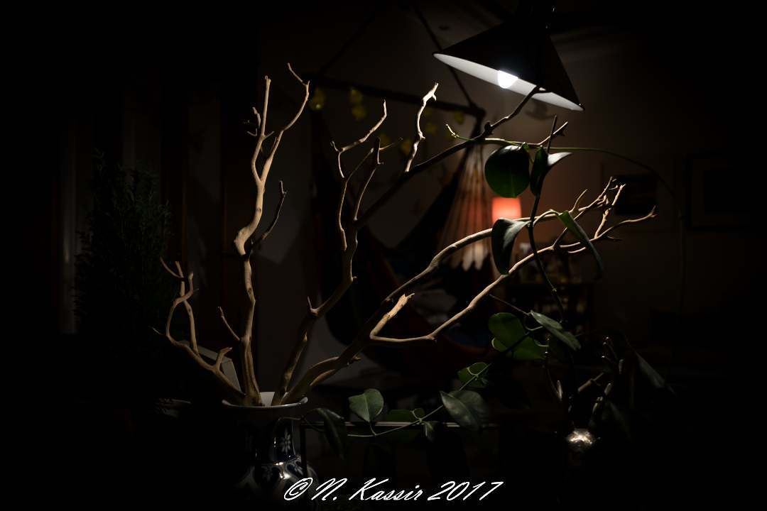  tree  branches  vase  light  Lebanon  ig_great_shots_me  bd_shotz ...