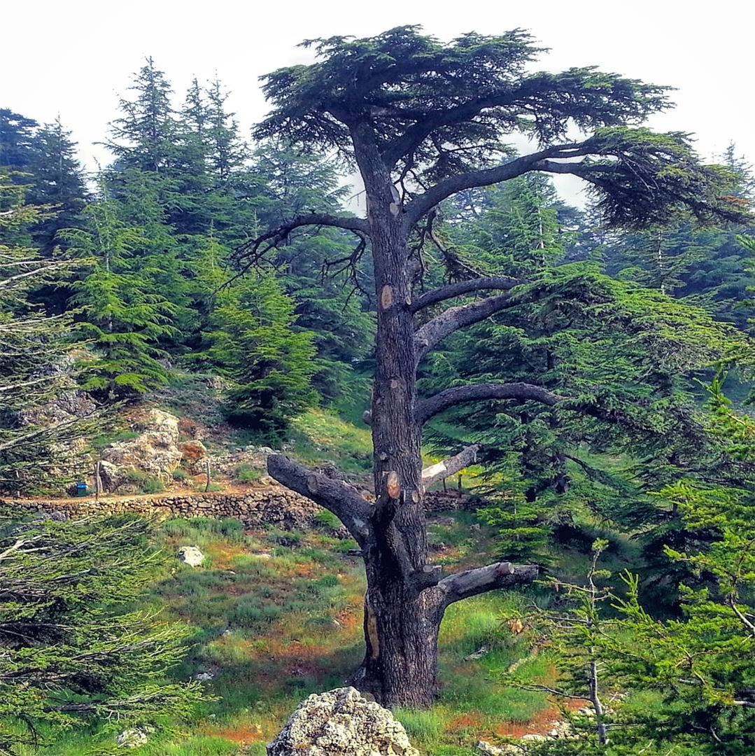 Tree pests are the culprits of pruning the wide branches of this ancient... (Cedars of God)
