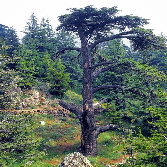 Tree pests are the culprits of pruning the wide branches of this ancient... (Cedars of God)