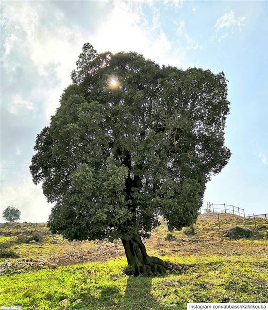 .• " TREES ARE POEMS THAT THE EARTH WRITES UPON THE SKY ” - Kahlil Gebran... (Jezzîne, Al Janub, Lebanon)