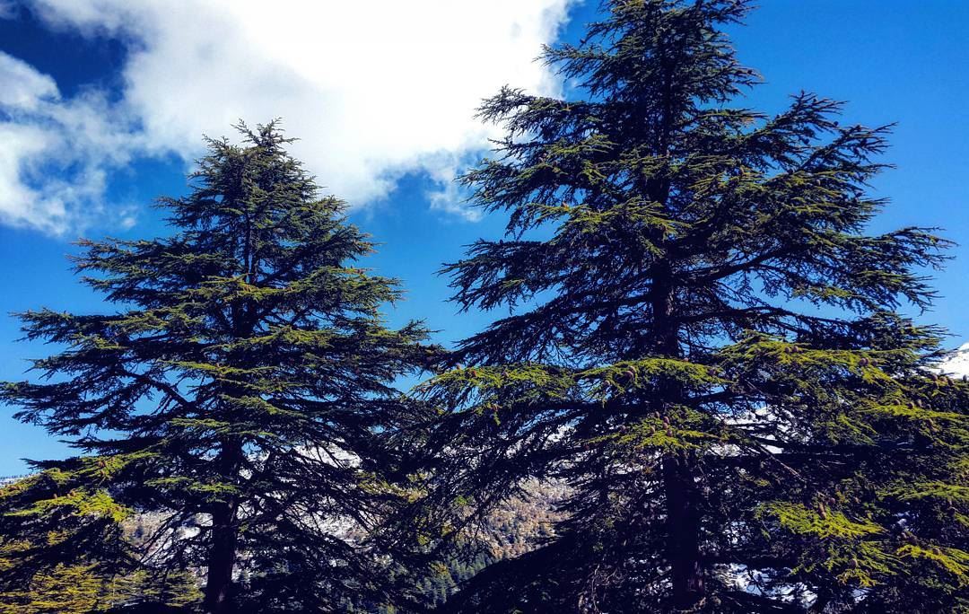 Trees can communicate. You just have to listen.  Lebanon  cedar  sky ... (Ehden, Lebanon)