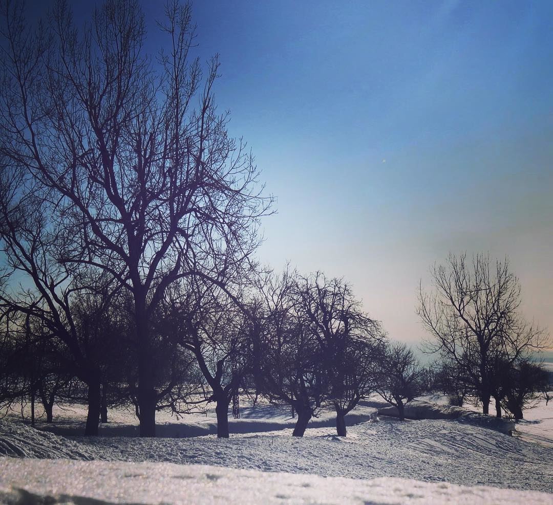 Trees dealing with snow ❄️❄️& cold ! 🇱🇧❄️❄️  sannine  qanatbakish ... (Qanat Bakish, Mont-Liban, Lebanon)