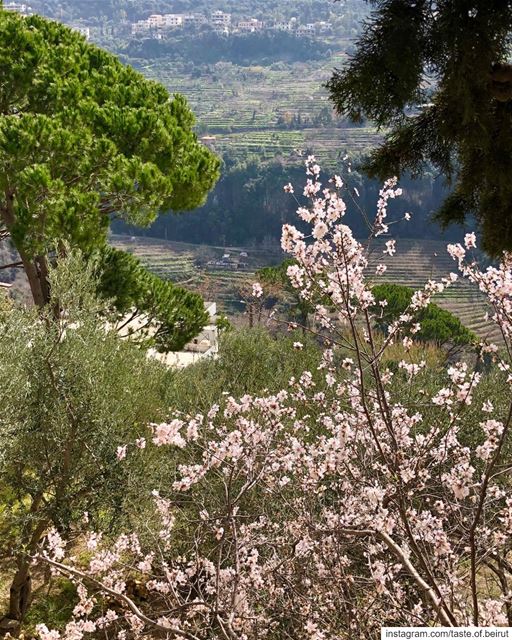 Trees in buds, Spring is around the corner 🤩 Lebanese  livelovelebanon ... (Chouf)