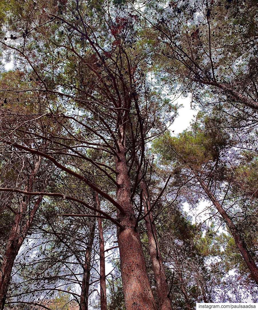  trees  lebanon  beirut  qartaba ... (Qartaba)