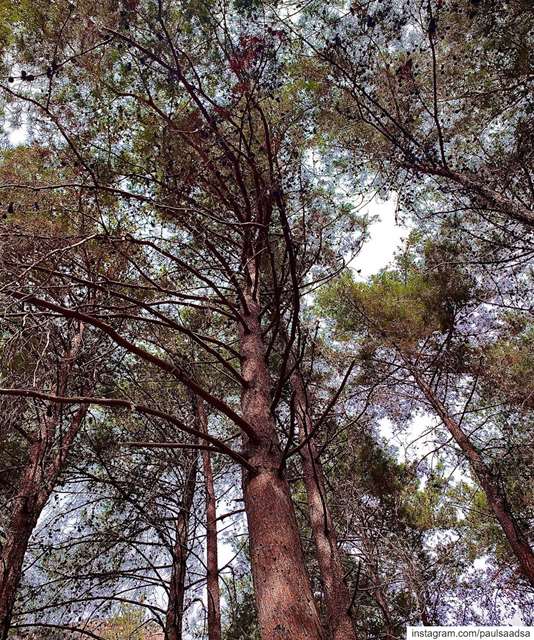  trees  lebanon  beirut  qartaba ... (Qartaba)