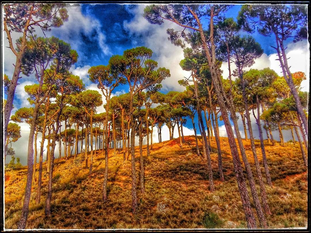  trees  nature  naturelovers  naturephotography  standingtall  gianttrees ... (Bâroûk, Mont-Liban, Lebanon)