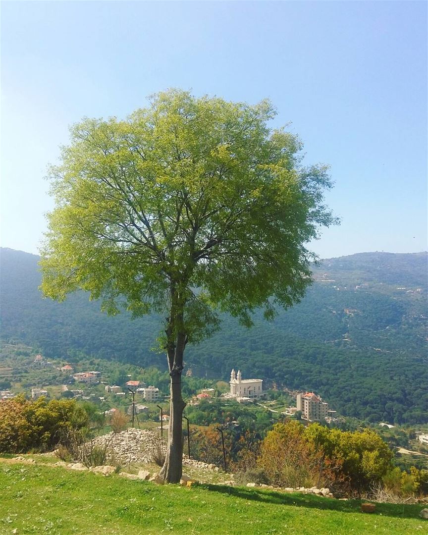  trees  treelovers  alonenotlonely mothernature  livelovelebanon ... (Jezzîne, Al Janub, Lebanon)