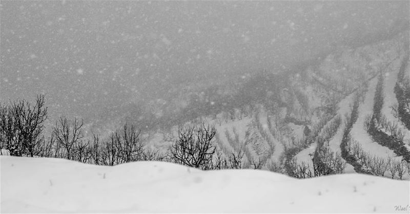  trees  winter  nature  mountain  snow  snowing  laqlouq  hd_lebanon ... (Laklouk)