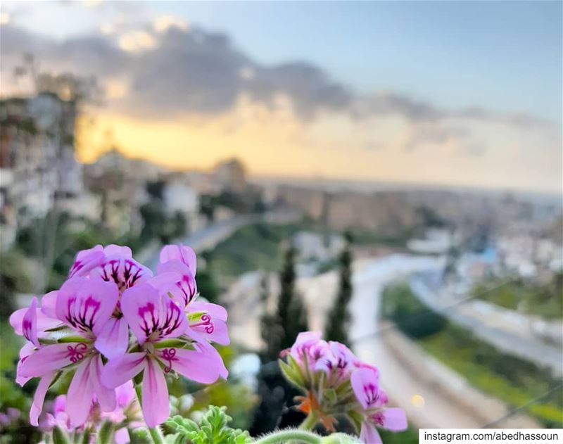 🌅🌸🌅............... Tripoli  Lebanon  sunset  flowers ... (Tripoli, Lebanon)