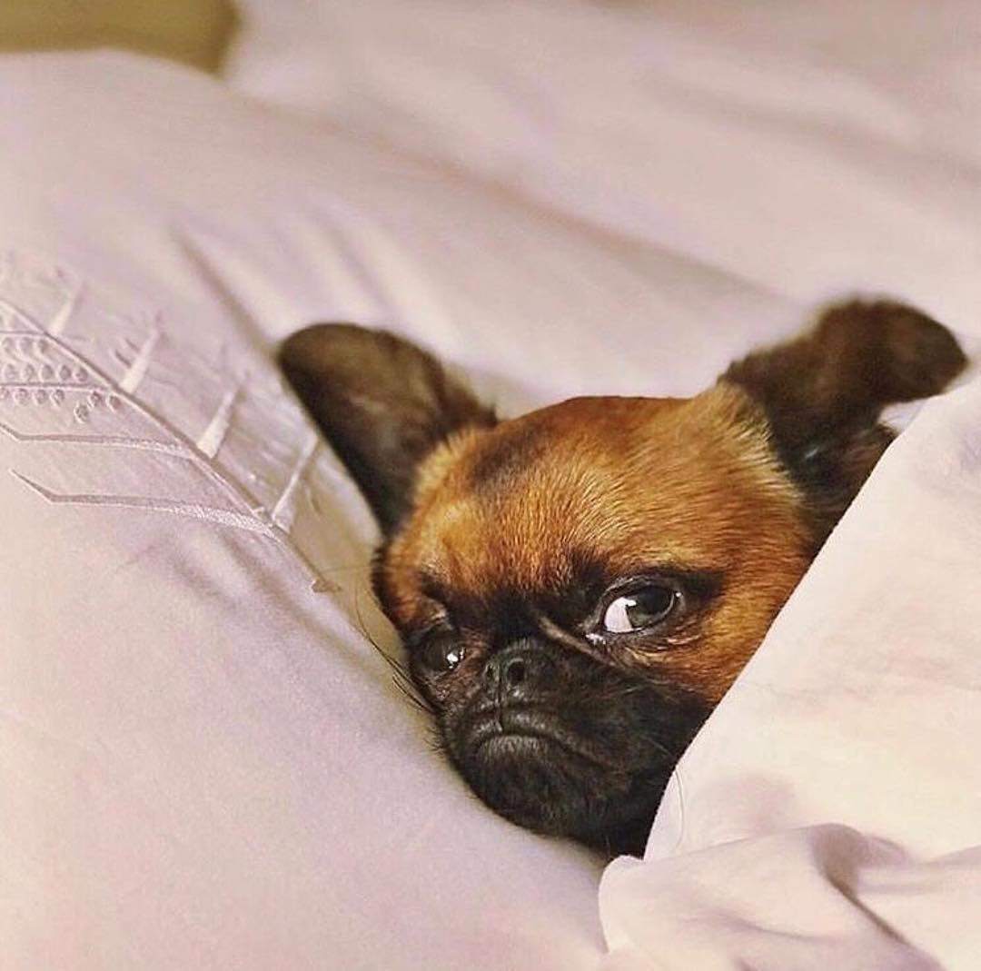 Turn that frown upside down! Our Hotel is pet friendly, so you can stay in... (Four Seasons Hotel Beirut)