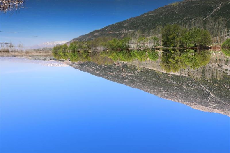 Turn your phone Upside down, to see the real photo.. ammiqreserve ... (`Ammiq, Béqaa, Lebanon)
