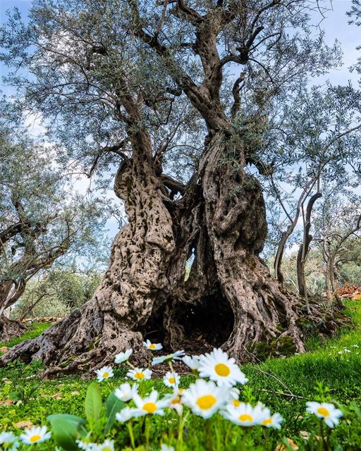 Uma oliveira de 6000 mil anos. A mais antiga do mundo e preservada pelo... (Bchaalé, Liban-Nord, Lebanon)