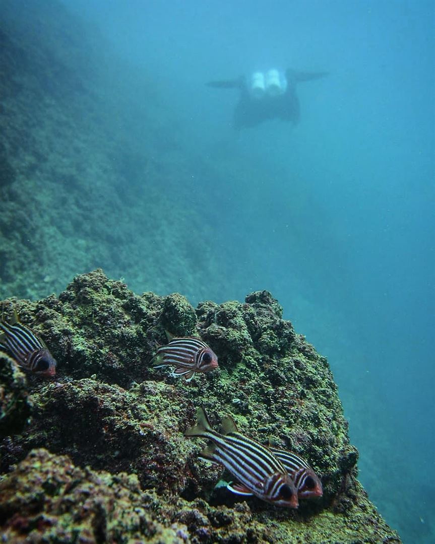 Underwater life -  ichalhoub in  jounieh  Lebanon shooting with a ...
