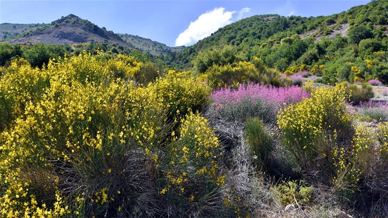 Up on the Hill-------------------- nature  flowers  wildflowers ... (Bekaa Valley)