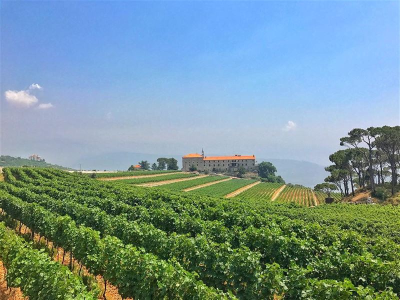  vineyard  vines  mountains  convent 🍇@livelovebeirut @gopro @aroundthewo