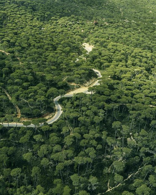 Vista aérea de magnifica floresta de pinhos em Jezzine. É deste tipo de árv (Jezzîne, Al Janub, Lebanon)